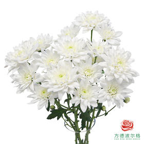 VDB多头小菊-椰子提卡 5枝一扎