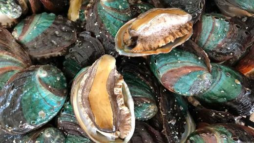 【鲜冻冷水鲍鱼30只89】鲜冻九孔鲍鱼冷水鲍品种每一只都鲜活包装冷冻个头中号1斤20个左基地直邮 商品图5