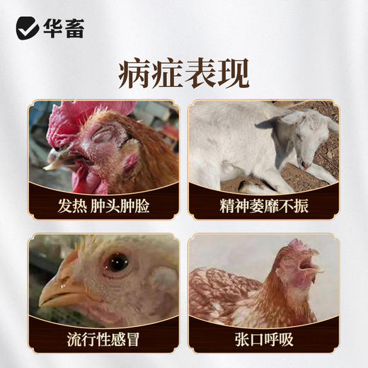 华畜板青颗粒 清热解毒凉血利咽 溶水性强 禽畜孕畜通用 商品图1