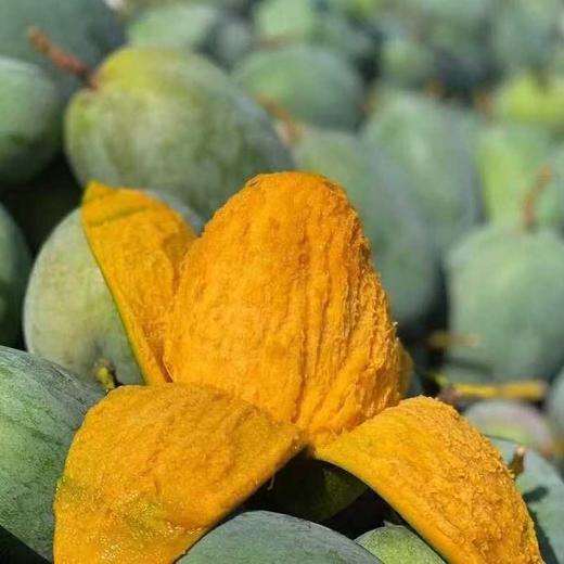 【攀枝花凯特芒果】香甜软糯多汁 果香浓郁 新鲜采摘 商品图0