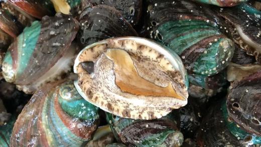 【鲜冻冷水鲍鱼30只89】鲜冻九孔鲍鱼冷水鲍品种每一只都鲜活包装冷冻个头中号1斤20个左基地直邮 商品图1