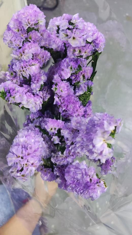 永生花材 | 勿忘我浅紫 商品图0