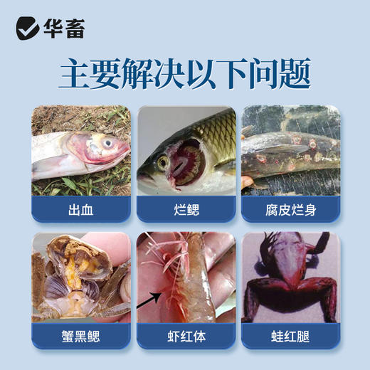 华畜10%戊二醛苯扎溴铵溶液 暴血停国标兽药水产养殖专用 商品图1
