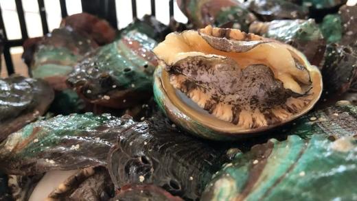 【鲜冻冷水鲍鱼30只89】鲜冻九孔鲍鱼冷水鲍品种每一只都鲜活包装冷冻个头中号1斤20个左基地直邮 商品图3