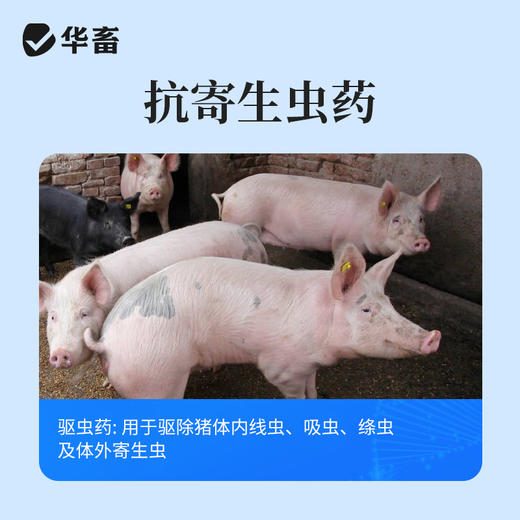 华畜水溶型阿苯达唑伊维菌素 可拌料可兑水 猪牛羊鸡鸭鹅通用 商品图4