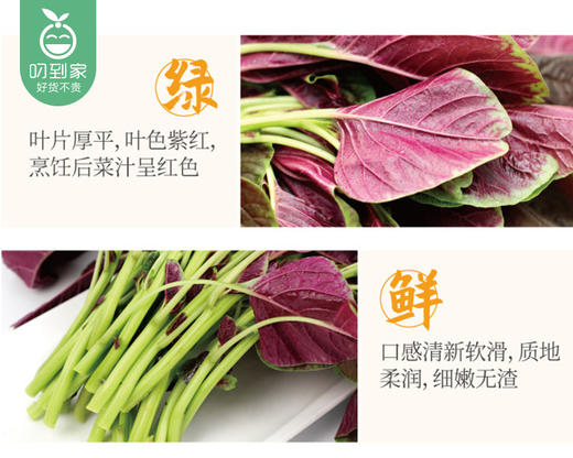 春菜-享通绿色苋菜*2包（300g±15g/包） 商品图2