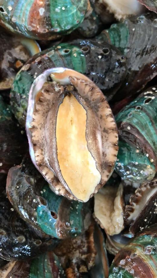 【鲜冻冷水鲍鱼30只89】鲜冻九孔鲍鱼冷水鲍品种每一只都鲜活包装冷冻个头中号1斤20个左基地直邮 商品图2