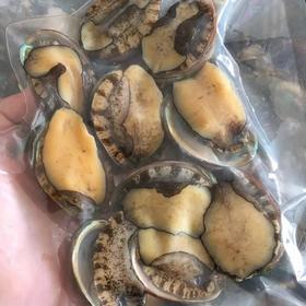 【鲜冻冷水鲍鱼30只89】鲜冻九孔鲍鱼冷水鲍品种每一只都鲜活包装冷冻个头中号1斤20个左基地直邮