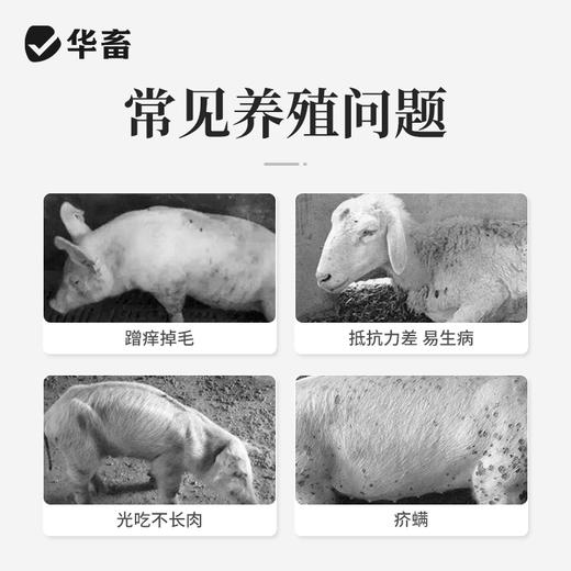 华畜水溶型阿苯达唑伊维菌素 可拌料可兑水 猪牛羊鸡鸭鹅通用 商品图1