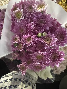 小菊 | 小菊宝卡明浅粉