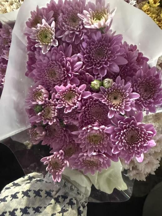 小菊 | 小菊宝卡明浅粉 商品图0