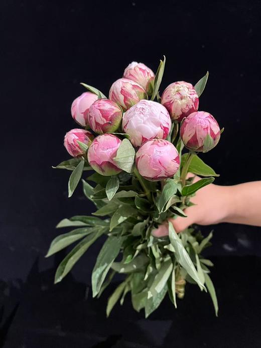 新西兰进口粉莎拉芍药花 商品图6