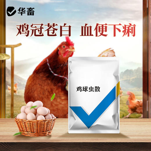 华畜鸡球虫散500g 鸡冠苍白血便下痢 纯中药成分 家禽专用 商品图0