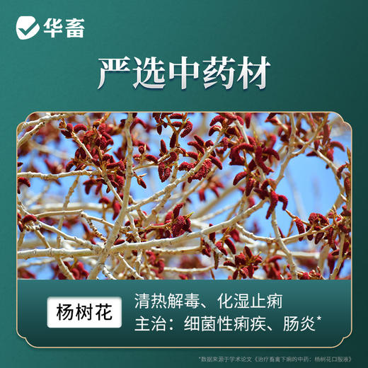 华畜杨树花口服液5ml*20支 肠炎痢疾 顽固腹泻 禽畜通用拉稀痢疾药 商品图2