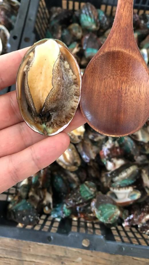 【鲜冻冷水鲍鱼30只89】鲜冻九孔鲍鱼冷水鲍品种每一只都鲜活包装冷冻个头中号1斤20个左基地直邮 商品图7