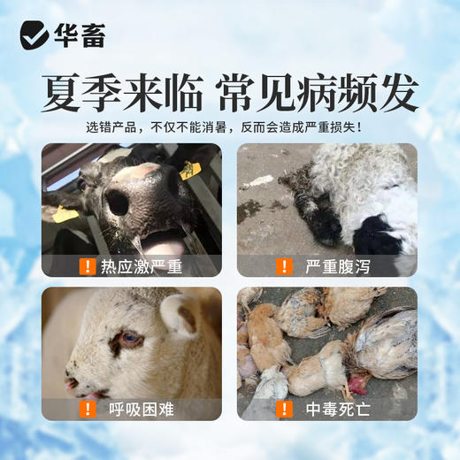 华畜 百草消暑液500ml 清凉解暑抗应激减少腹泻中暑不吃食 商品图4