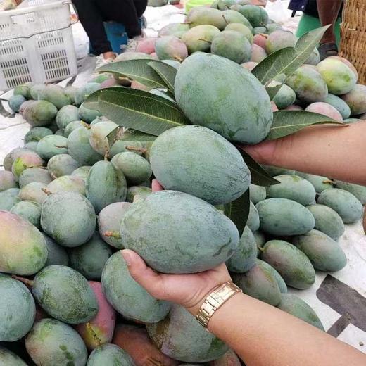 【攀枝花凯特芒果】香甜软糯多汁 果香浓郁 新鲜采摘 商品图9
