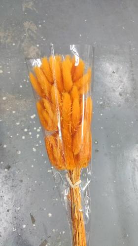 干花 | 兔尾草橙色