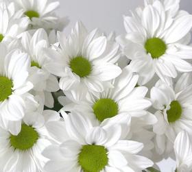 小菊 | 小菊白色三文鱼