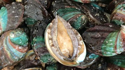 【鲜冻冷水鲍鱼30只89】鲜冻九孔鲍鱼冷水鲍品种每一只都鲜活包装冷冻个头中号1斤20个左基地直邮 商品图4