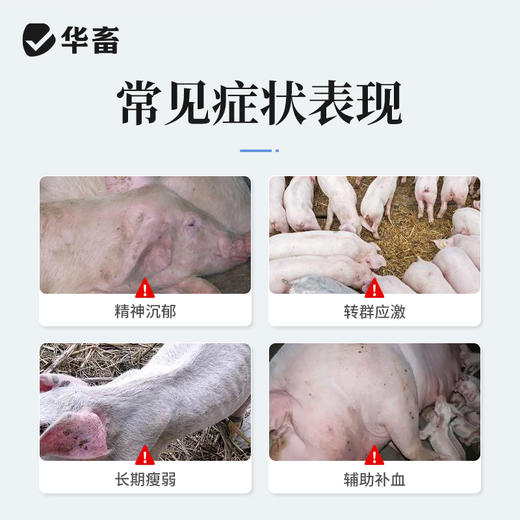 华畜 兽用维生素C注射液 高含量 发热转群应激长期瘦弱用  针剂猪药牛羊药 商品图1