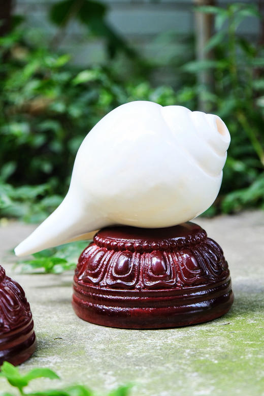 新款木质实木底座海螺专用底座大海螺配套摆件底座 商品图1