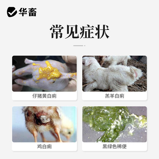 华畜杨树花口服液5ml*20支 肠炎痢疾 顽固腹泻 禽畜通用拉稀痢疾药 商品图1