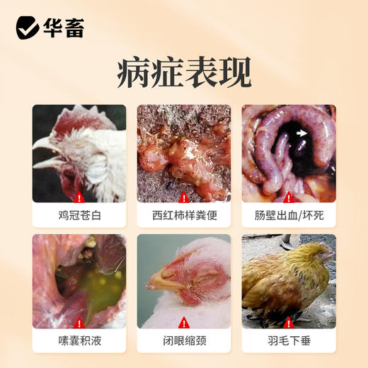 华畜鸡球虫散500g 鸡冠苍白血便下痢 纯中药成分 家禽专用 商品图1