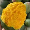 【攀枝花凯特芒果】香甜软糯多汁 果香浓郁 新鲜采摘 商品缩略图10