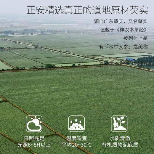 正安 肇庆红皮芡实 粒大饱满粉糯清香优质原材 脾胃湿气汤方办公室茶饮芡实米煲汤食材家庭粥羹 芡实400g/罐 商品图5