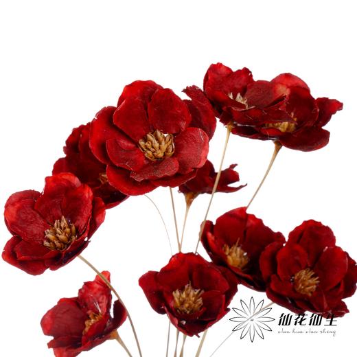 永生花 | 银珍花红 商品图1