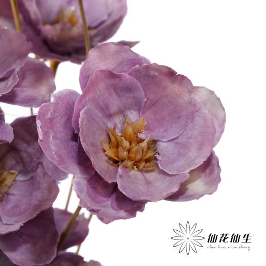 永生花 | 银珍花粉紫 商品图1