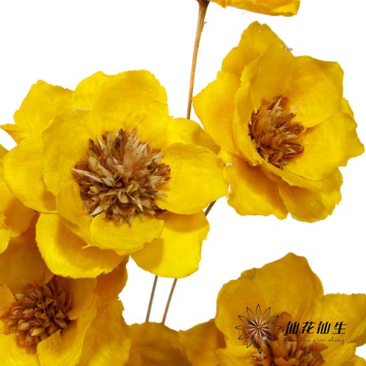 永生花 | 银珍花黄 商品图3