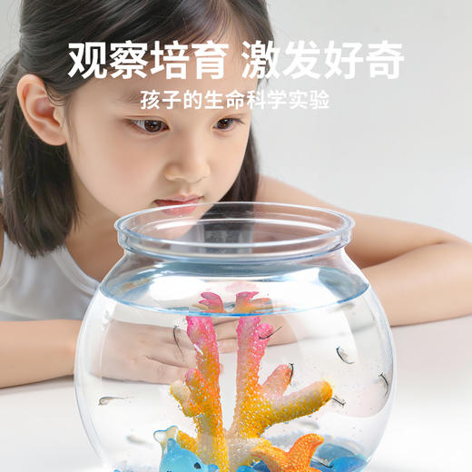 TOI图益Craftoi系列-虾宝养成记 商品图2