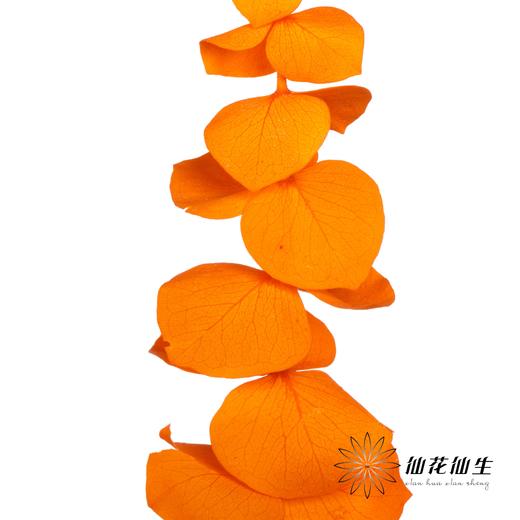 永生花材 | 单支尤加利漂色橙 商品图2