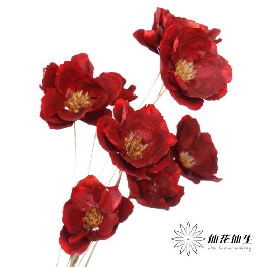 永生花 | 银珍花红 商品图3