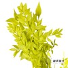 永生花材 | 富贵叶绿色 商品缩略图0