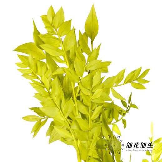 永生花材 | 富贵叶绿色 商品图0