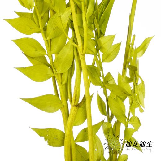 永生花材 | 富贵叶绿色 商品图3