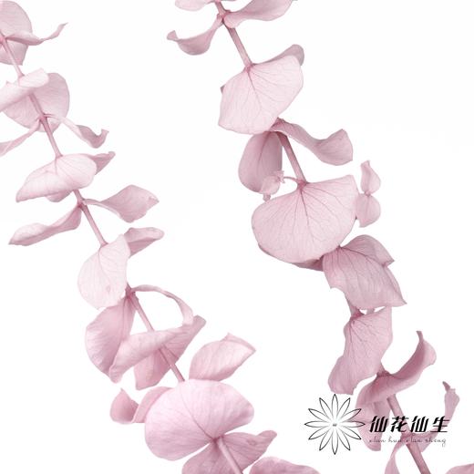 永生花材 | 单支尤加利漂色紫 商品图2