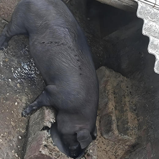 【每周四开始发货】【贵州跑山土猪肉】跑山土猪生长速度较慢，其肉质更加紧实、口感更有弹性，烹饪后的口感更加香浓。 商品图4