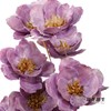 永生花 | 银珍花粉紫 商品缩略图3