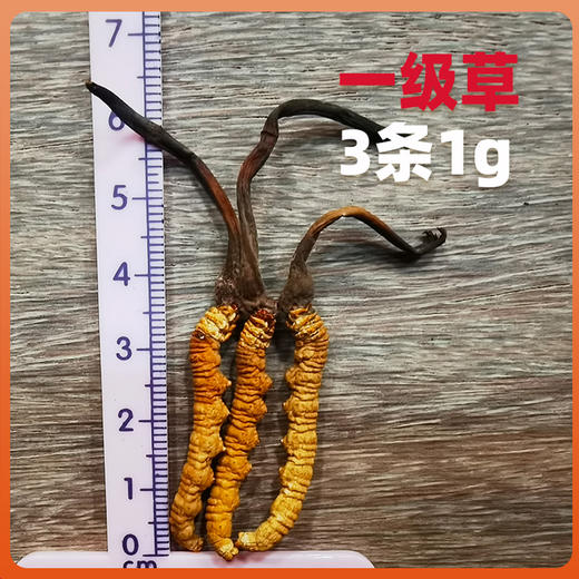 西藏那曲野生冬虫夏草干 干刷 苗家圆圆 顺丰包邮 商品图2