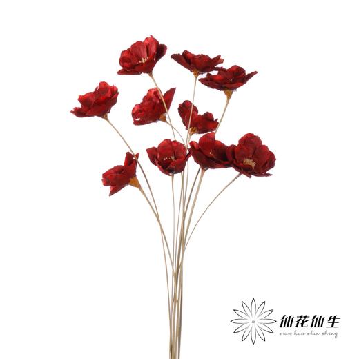 永生花 | 银珍花红 商品图2