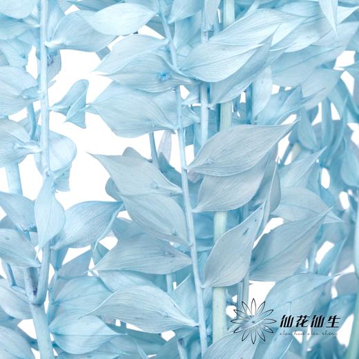 永生花材 | 富贵叶蓝色 商品图2