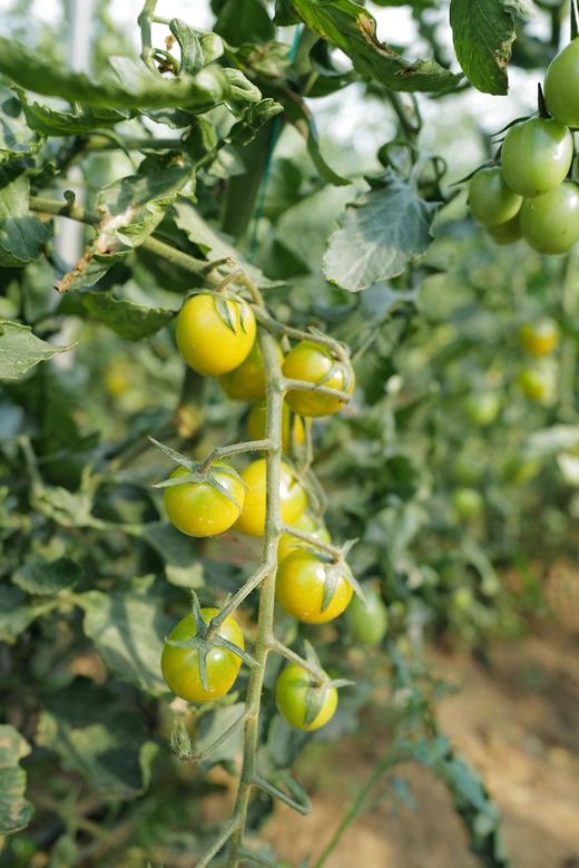 来自海拔2000米的无化肥农药的青玉小番茄 商品图1