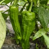 生态辣椒（青椒/二荆条） | 合作生产*Ecological Chili (Green Pepper/Erjingtiao) | Partner Production 商品缩略图2