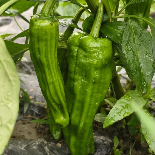 生态辣椒（青椒/二荆条） | 合作生产*Ecological Chili (Green Pepper/Erjingtiao) | Partner Production 商品图2