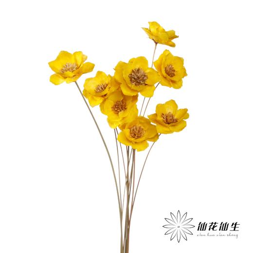 永生花 | 银珍花黄 商品图1