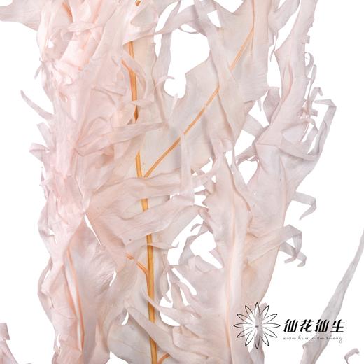 永生花材 | 凤尾撅粉 商品图3